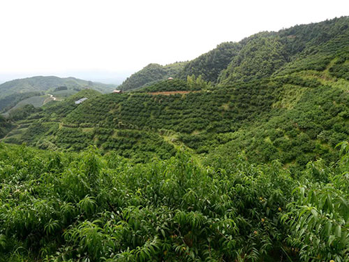 黔陽(yáng)瞐大崇鄉(xiāng)黃桃產(chǎn)業(yè)園3 黔陽(yáng)瞐大崇鄉(xiāng)黃桃產(chǎn)業(yè)園3