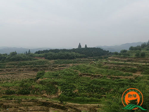 黔陽瞐大崇鄉(xiāng)黃桃產(chǎn)業(yè)園1 黔陽瞐大崇鄉(xiāng)黃桃產(chǎn)業(yè)園1