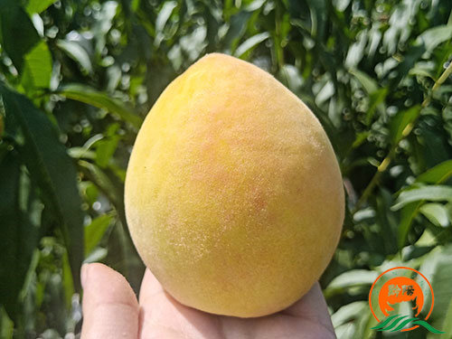 黔陽瞐黔陽黃桃產(chǎn)業(yè)園4 黔陽瞐黔陽黃桃產(chǎn)業(yè)園4