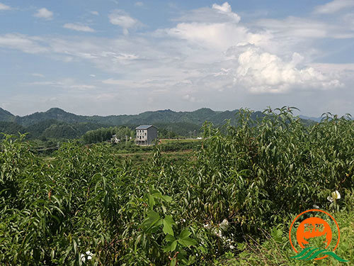 黔陽瞐黔陽黃桃產業(yè)園6 黔陽瞐黔陽黃桃產業(yè)園6