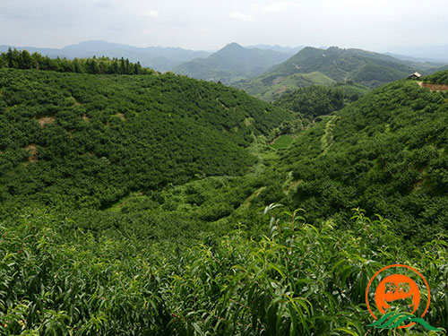 黔陽瞐大崇鄉(xiāng)黃桃產(chǎn)業(yè)園4 黔陽瞐大崇鄉(xiāng)黃桃產(chǎn)業(yè)園4
