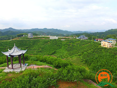 黔陽瞐黔陽黃桃產(chǎn)業(yè)園1 黔陽瞐黔陽黃桃產(chǎn)業(yè)園1