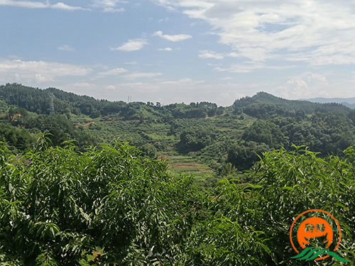 黔陽瞐黔陽黃桃產(chǎn)業(yè)園7 黔陽瞐黔陽黃桃產(chǎn)業(yè)園7