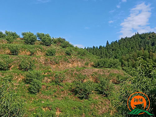 黔陽瞐岔頭鄉(xiāng)黃桃產業(yè)園 黔陽瞐岔頭鄉(xiāng)黃桃產業(yè)園