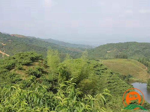 黔陽瞐黔陽瞐石江村桃類綜合基地 黔陽瞐黔陽瞐石江村桃類綜合基地