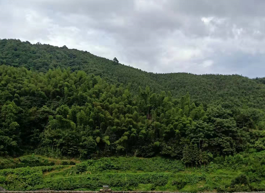 黔陽(yáng)瞐安江松林基地 黔陽(yáng)瞐安江松林基地